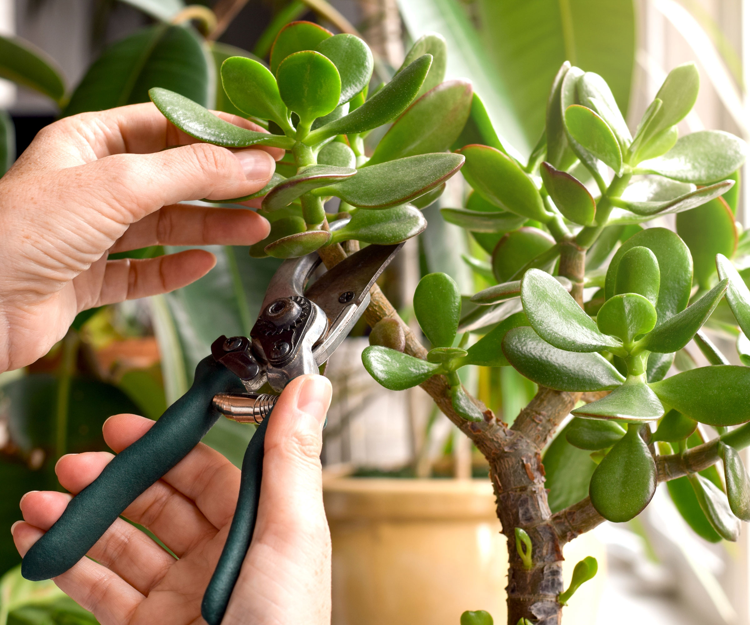 making a jade plant succulent cutting