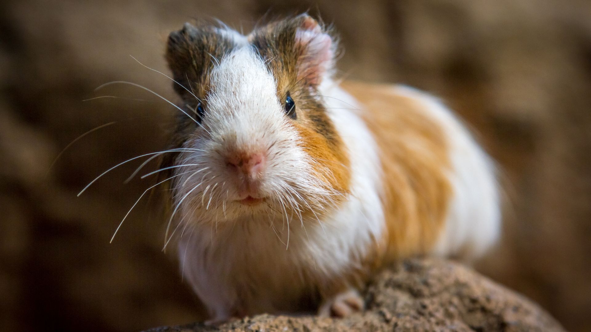 White and brown colored guinea pig