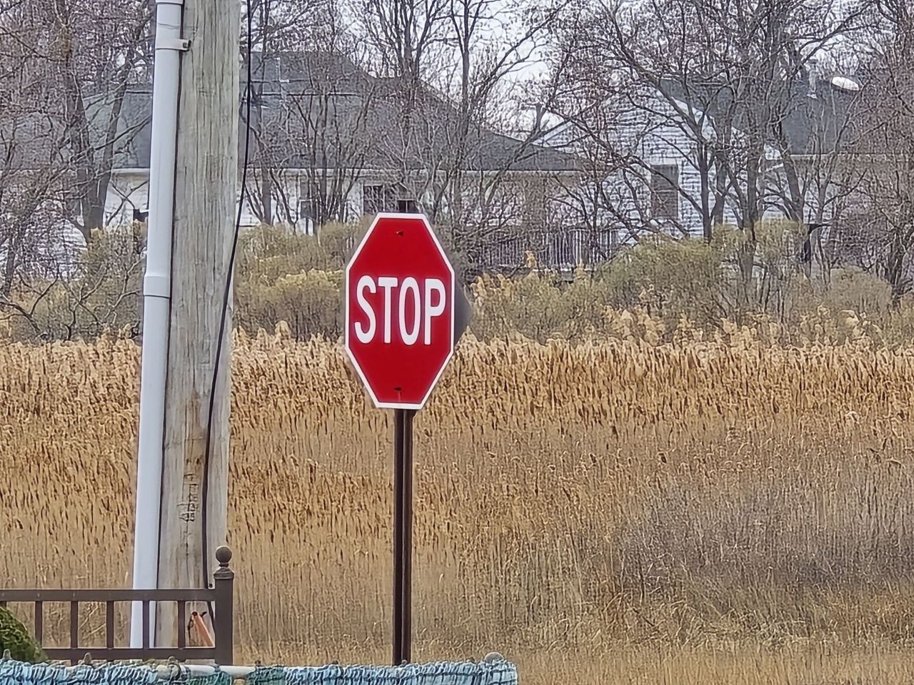 Samsung Galaxy S24 Ultra zoom sample.