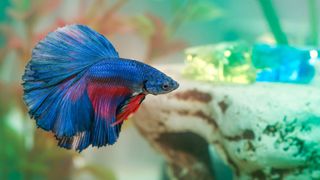 Betta fish swimming in tank