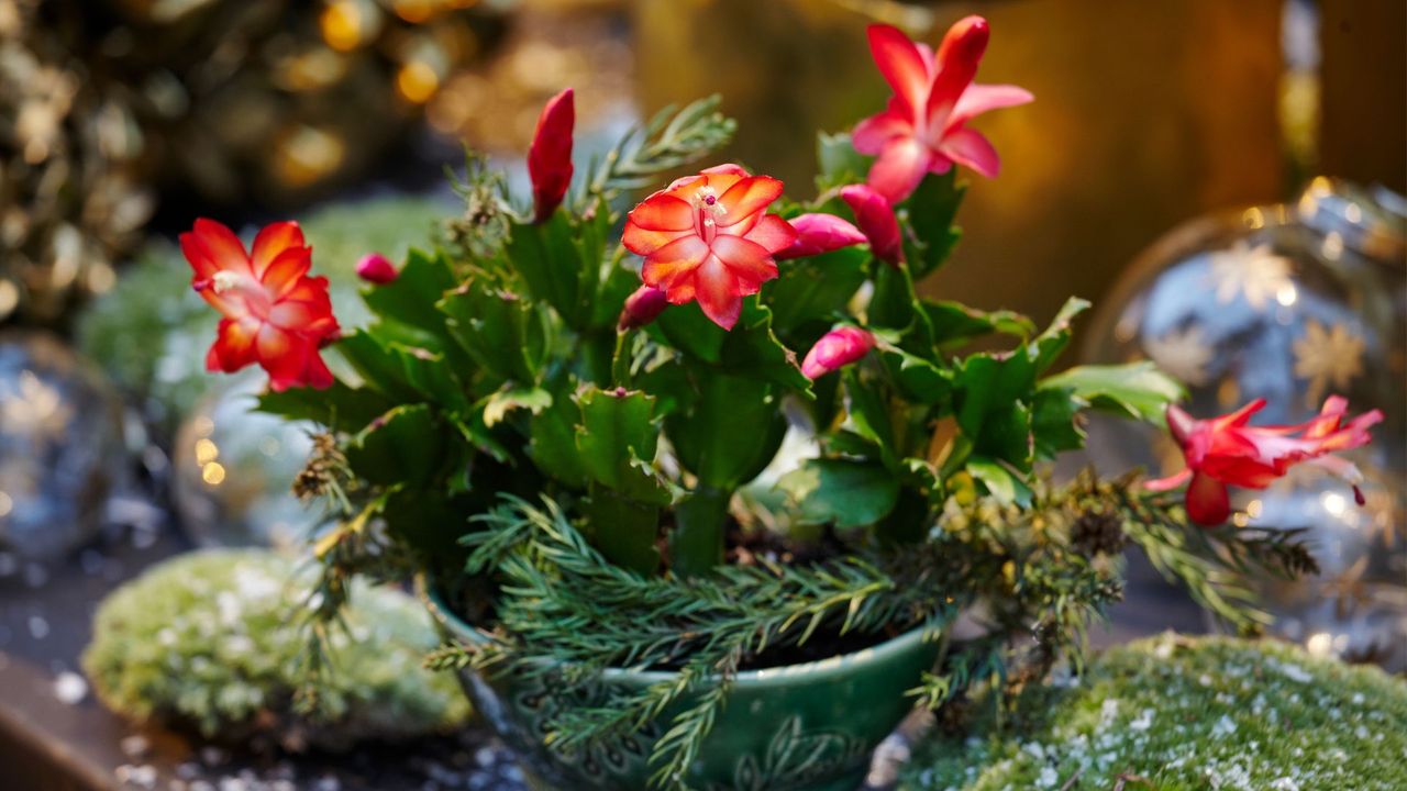 A bright red Christmas cactus 