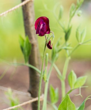 young sweet pea plant with cane