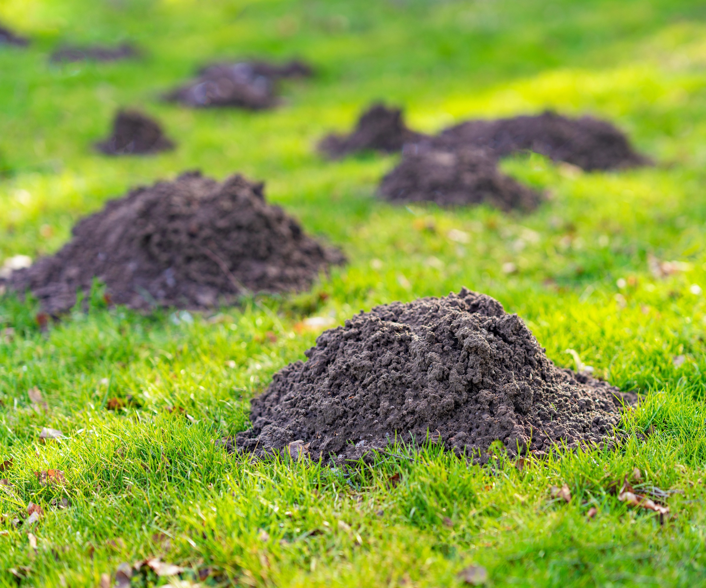 Piles of earth made by moles on a lawn