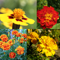 NatureZ Edge Marigold Seeds Mix, Over 5600 Seeds, $11.49 at Amazon