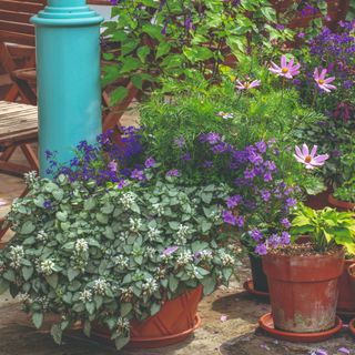 A cluster of potted flowers in the garden