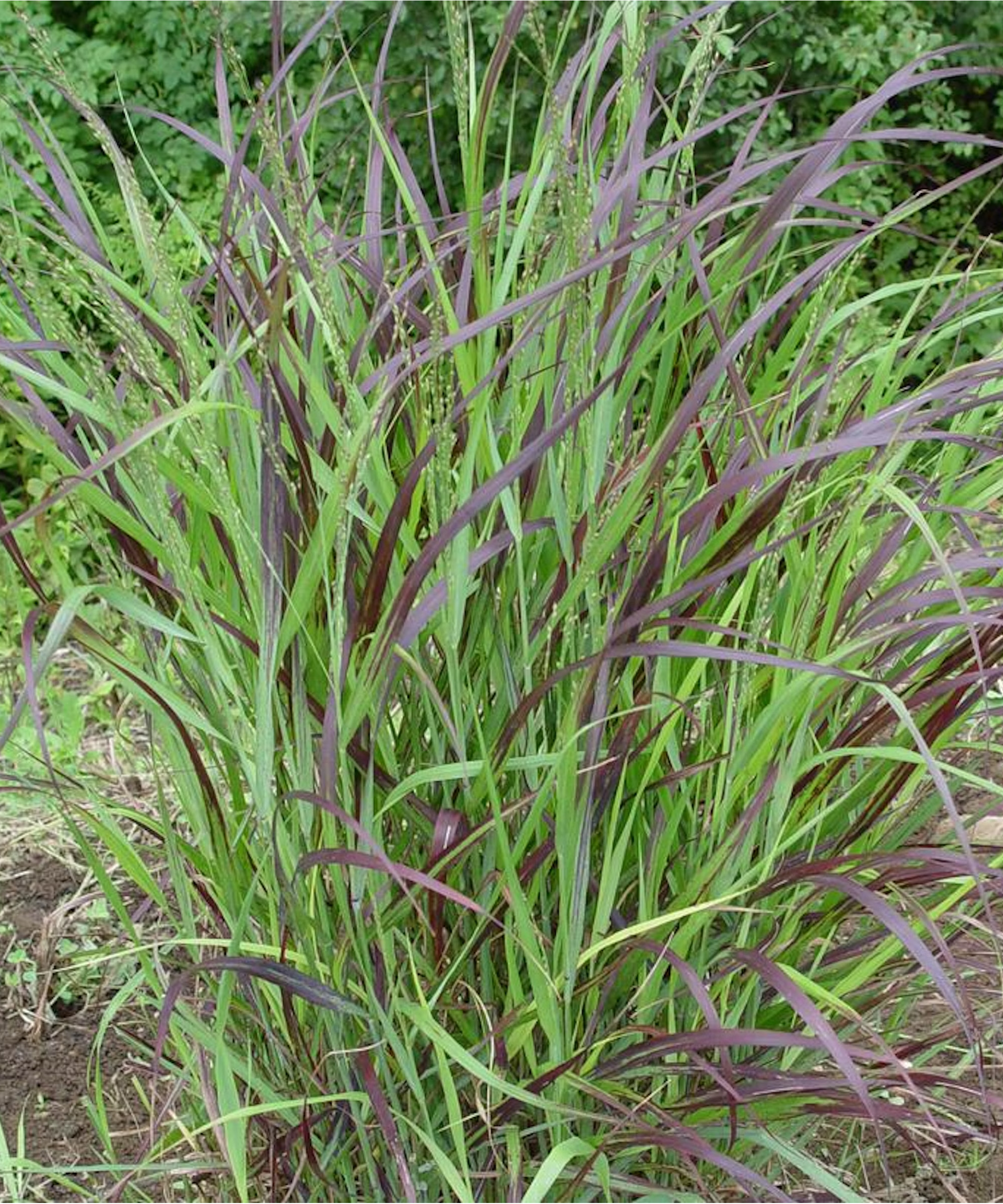 Switchgrass with deep purple tips
