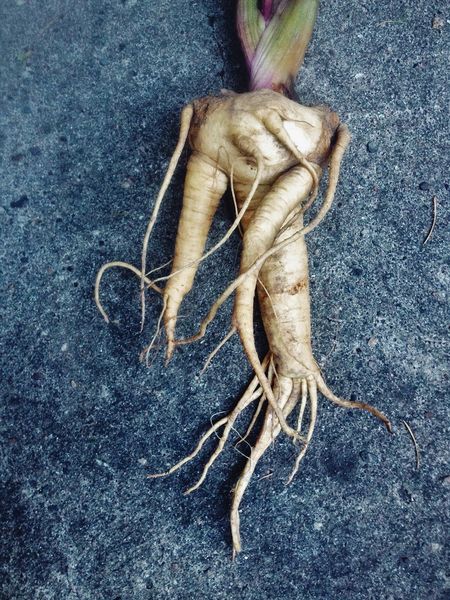 Mandrake Plant Root