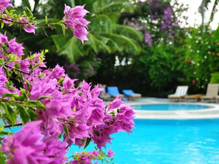 pool with tropical blooms