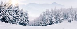 snow melting, forest, fields