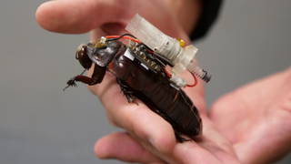 Cyborg Cockroaches designed for rescue missions in collapsed buildings and other natural disaster situations