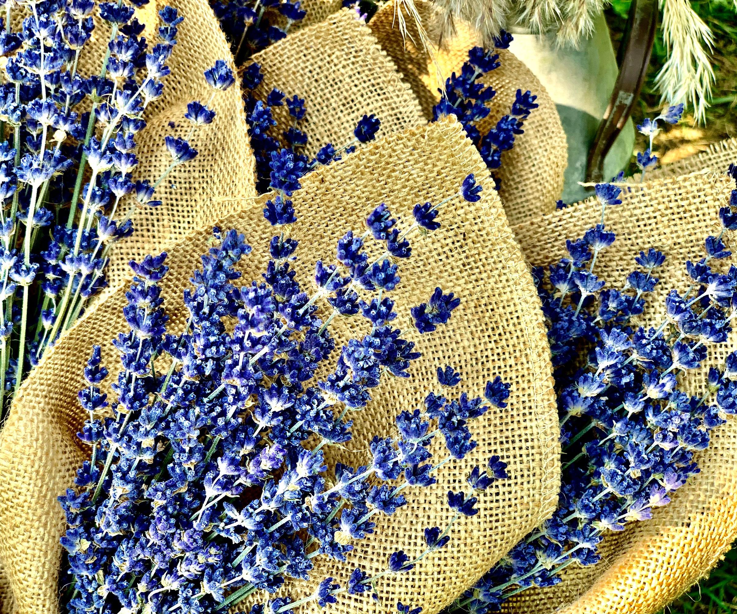 harvested lavender stalks wrapped in hessian fabric