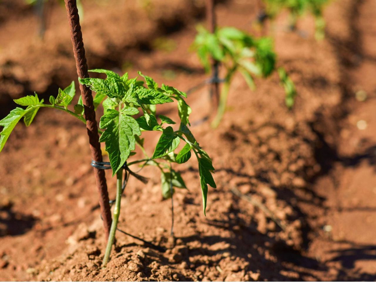 Tomato Plant Spaced Perfectly in Garden