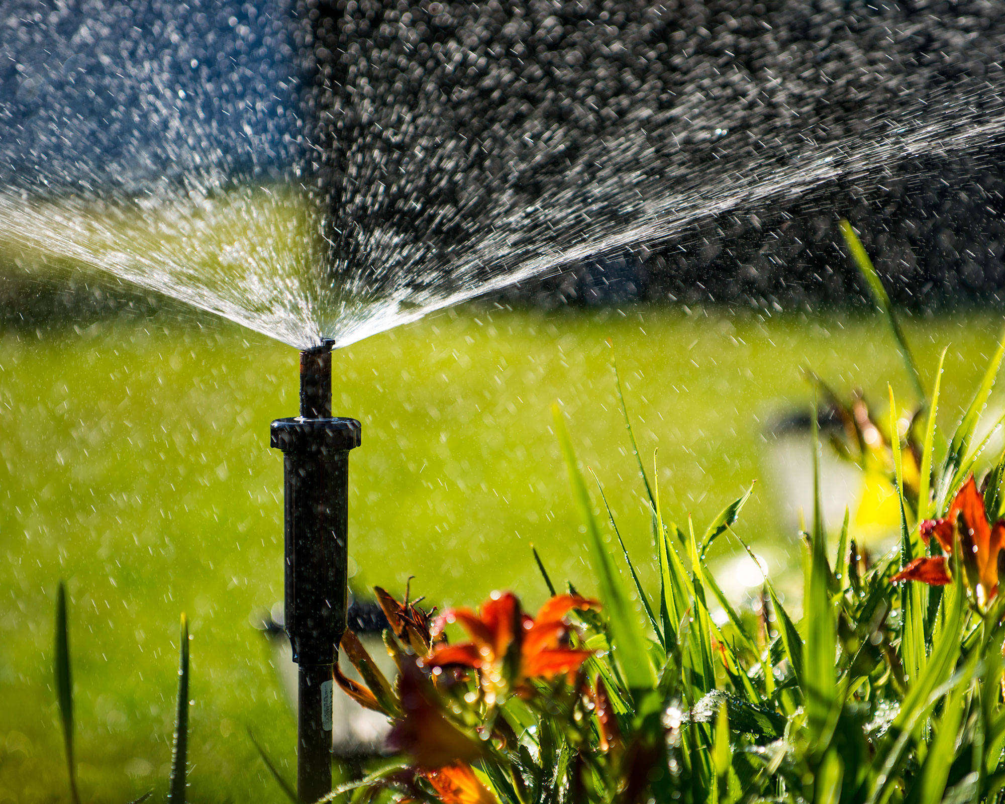 watering plants and a lawn with a sprinkler