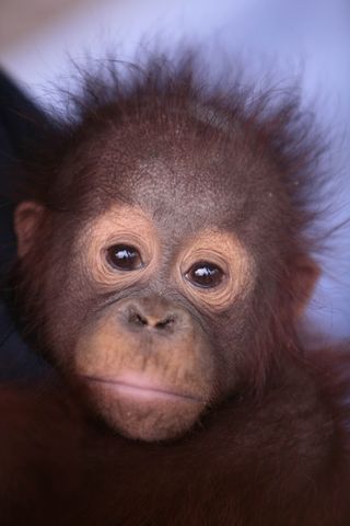 Orangutan Diary saves sanctuary