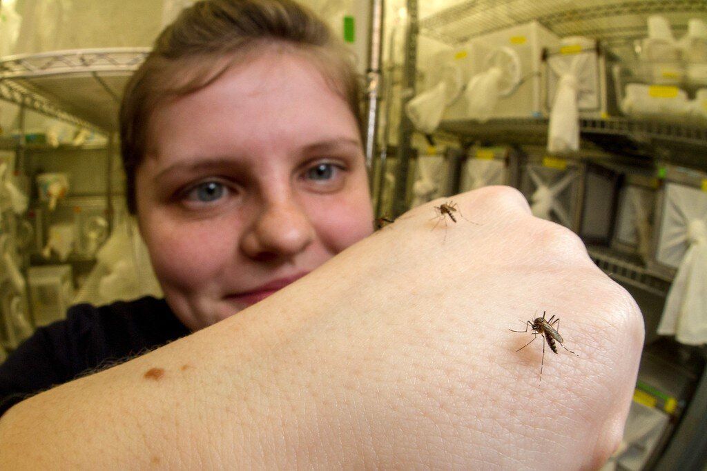 Emily Dennis, the neurogeneticist and lead author on the study, is pictured with research mosquitos on her arm.