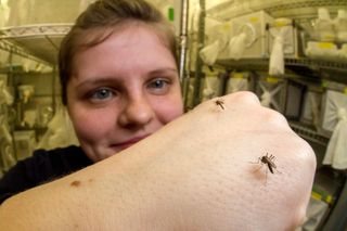 Emily Dennis, the neurogeneticist and lead author on the study, is pictured with research mosquitos on her arm.