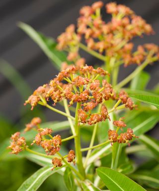 Euphorbia mellifera, Honey Spurge in flower