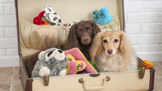 Two dachshunds ready to go with their best dog toys packed in a suitcase