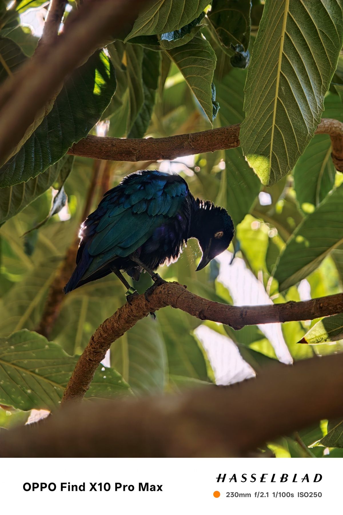 Dark iridescent blue bird perched on a branch beneath large green leaves.