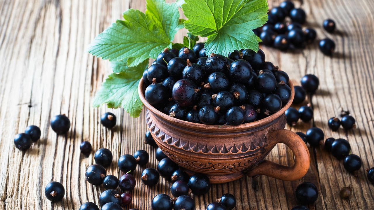 How to prune blackcurrant bushes Organic blackcurrant in ceramic mug on rustic wooden board, harvest time