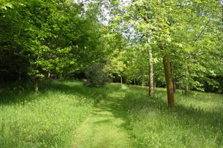 mown pathway through the middle of a wildflower meadow