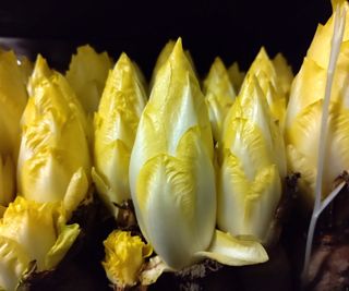 Witloof chicory forced in darkness