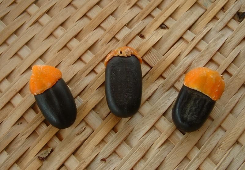 Black Seeds With Orange Elaiosomes