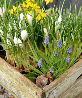 spring bulbs in wooden box