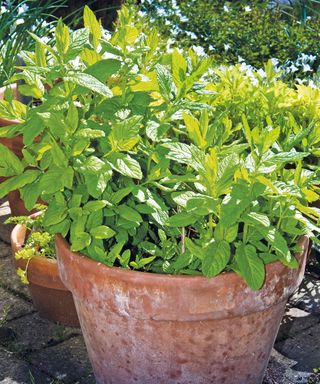 Mint in a terracotta pot in garden
