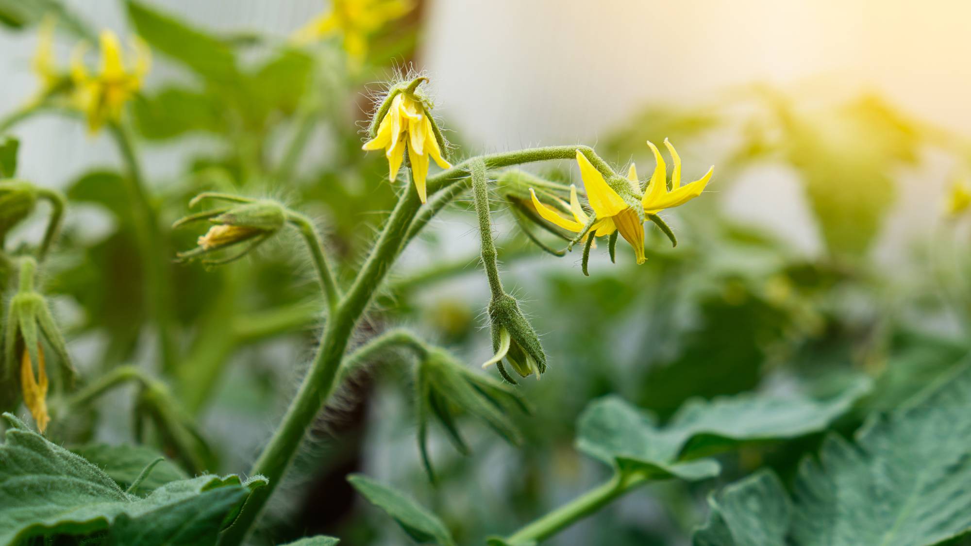 Close up of tomato flowers on a tomato plant