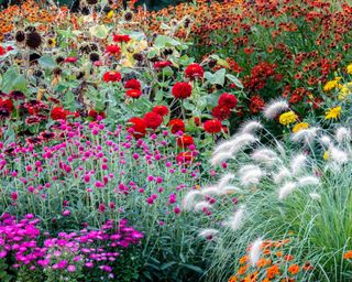 Beautiful flower garden flowers, perennial and annual plants in a colorful flower bed, august in a cottage garden flowers