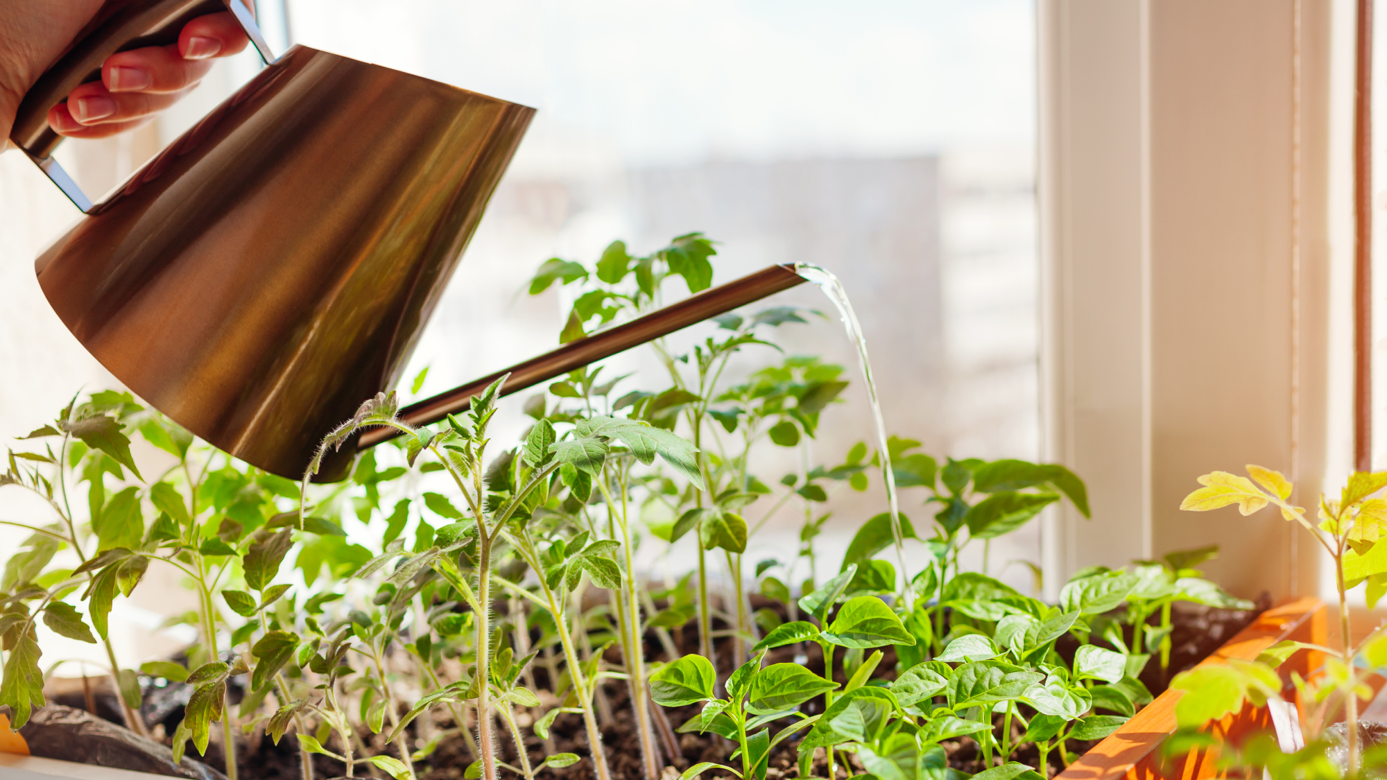 woman's hand watering seedlings on a windowsill