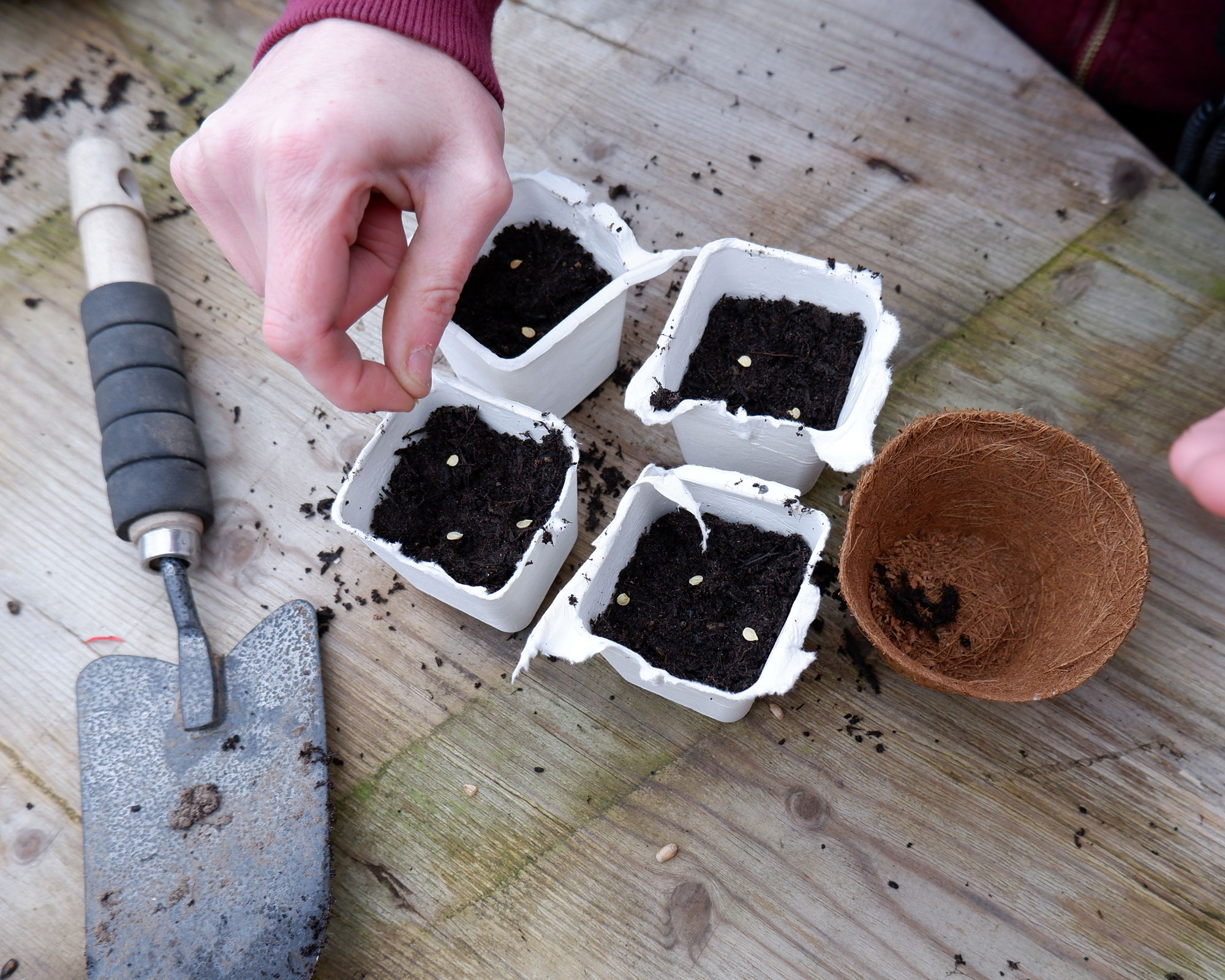 How to get free seeds 7 budgetsaving solutions Gardeningetc