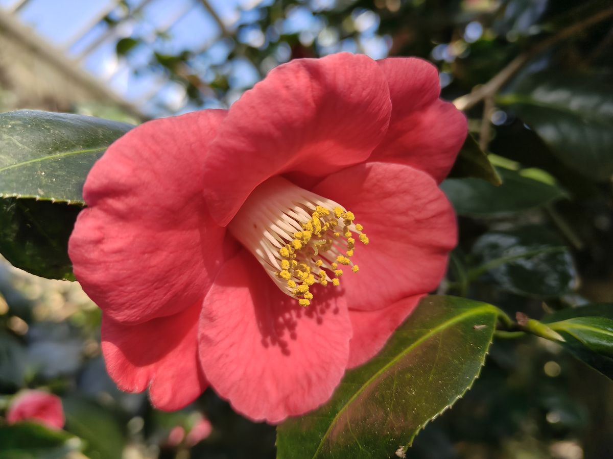 A macro photo of a flower in bloom