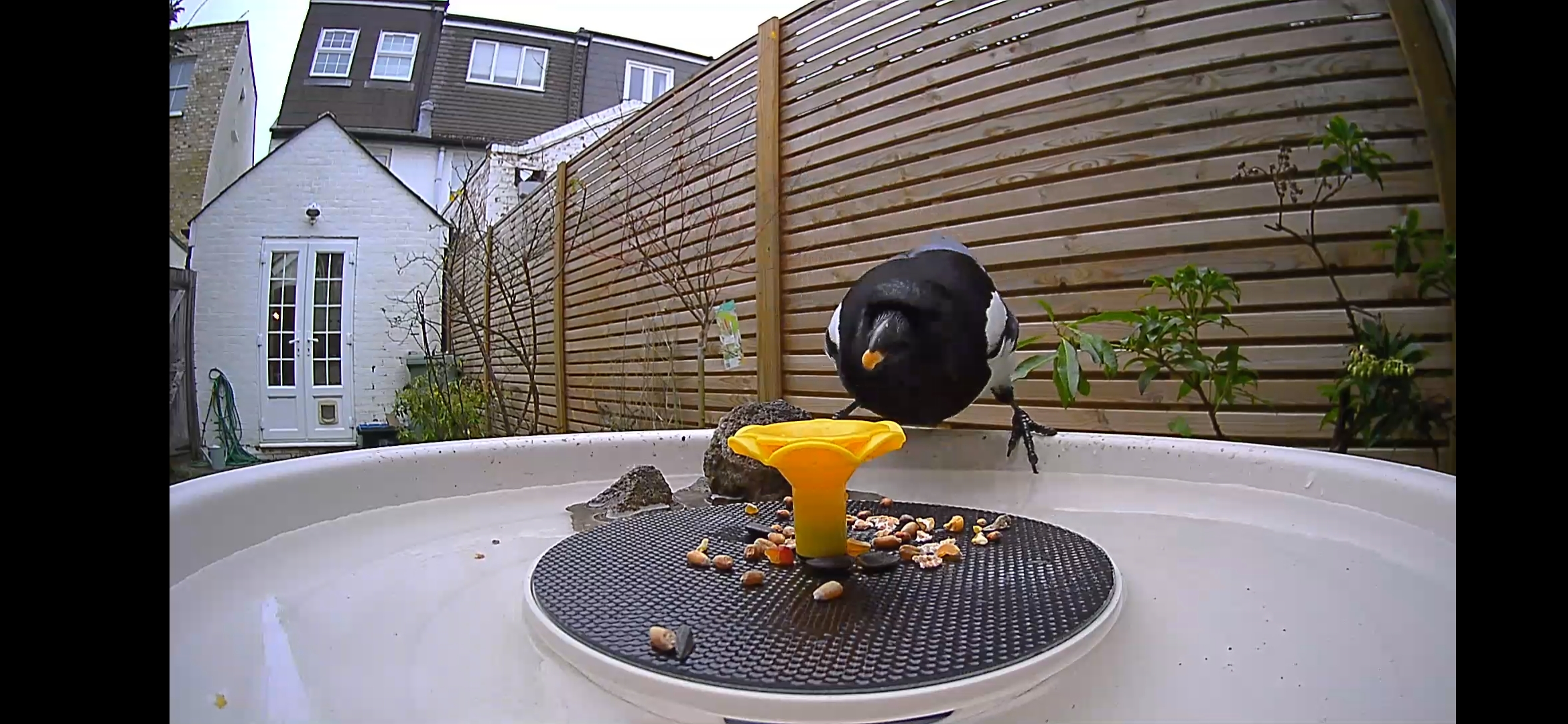 Magpie eating seeds captured on a bird bath camera