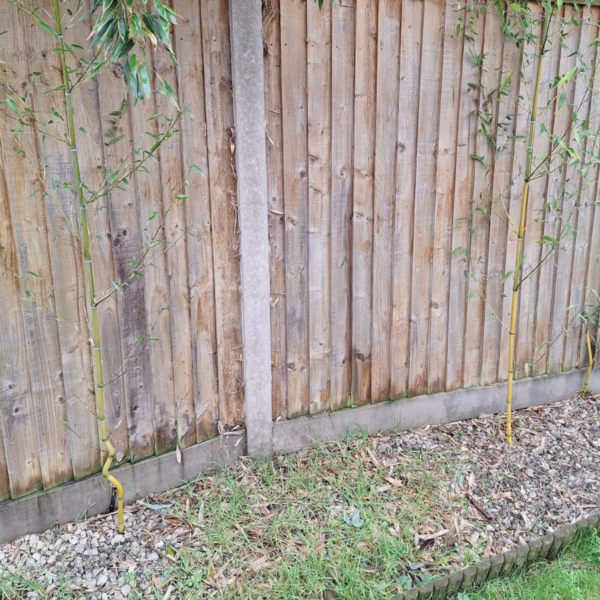 Bamboo growing in garden border next to wooden fence