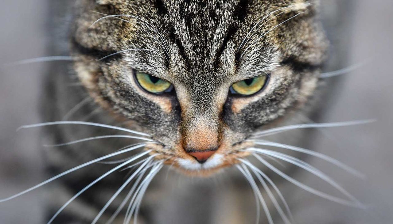 A cat has been caught trying to smuggle drugs into a prison south of Moscow