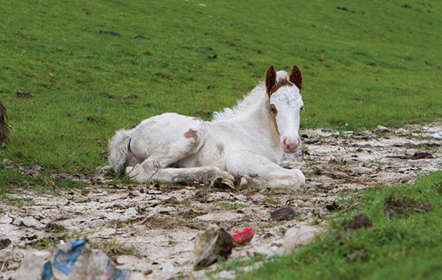 Thousands-of-foals-go-unrecorded-each-year-in-UK.jpg