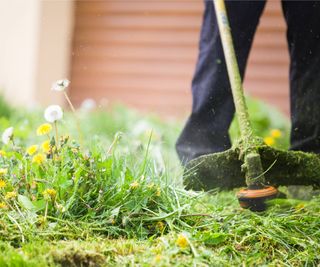 Gardener uses a string trimmer to cut dandelions and grass