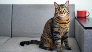 Tabby cat sitting on grey couch with red mug in on arm rest