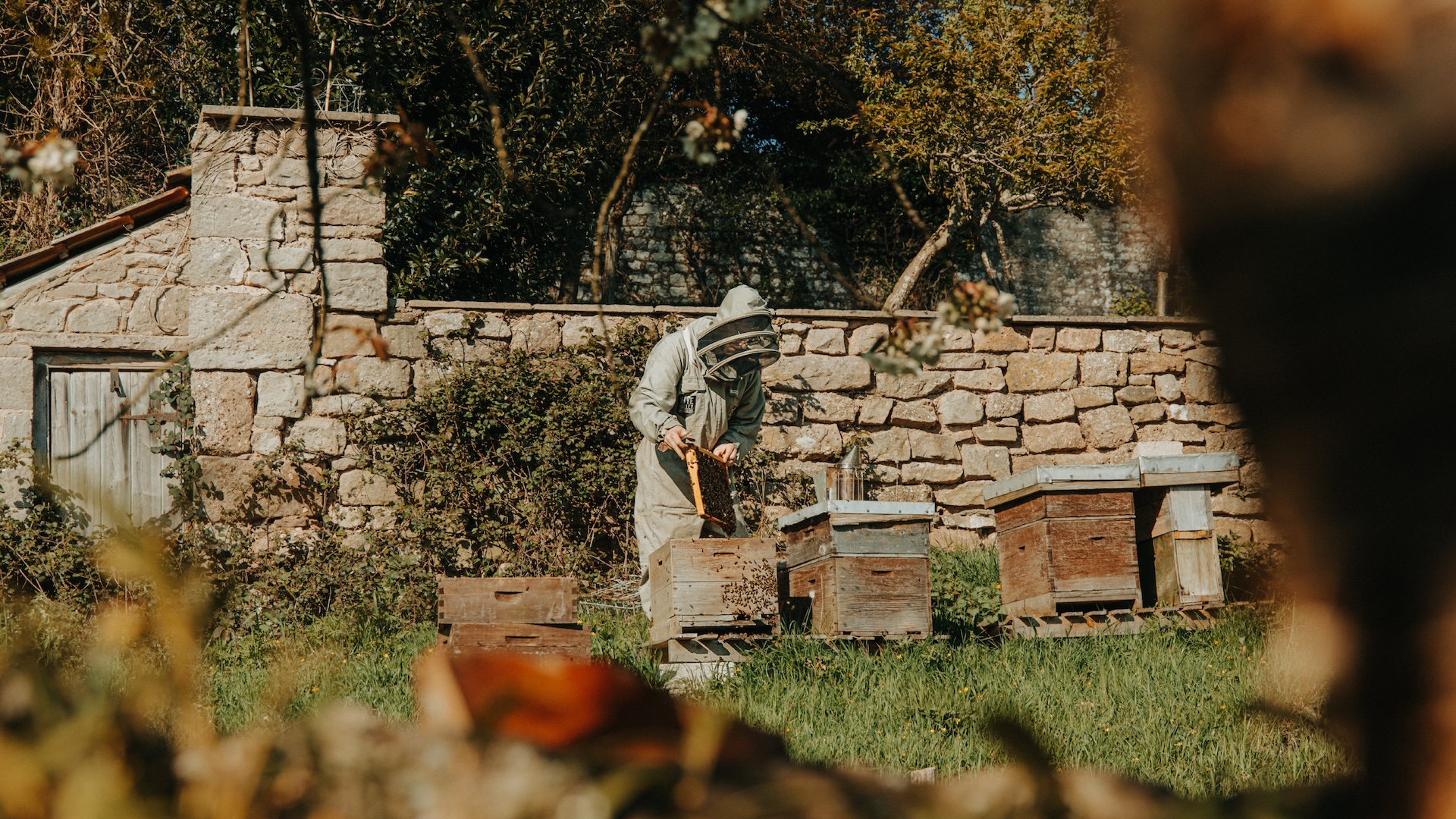 The bee hives at mead maker Hive Mind