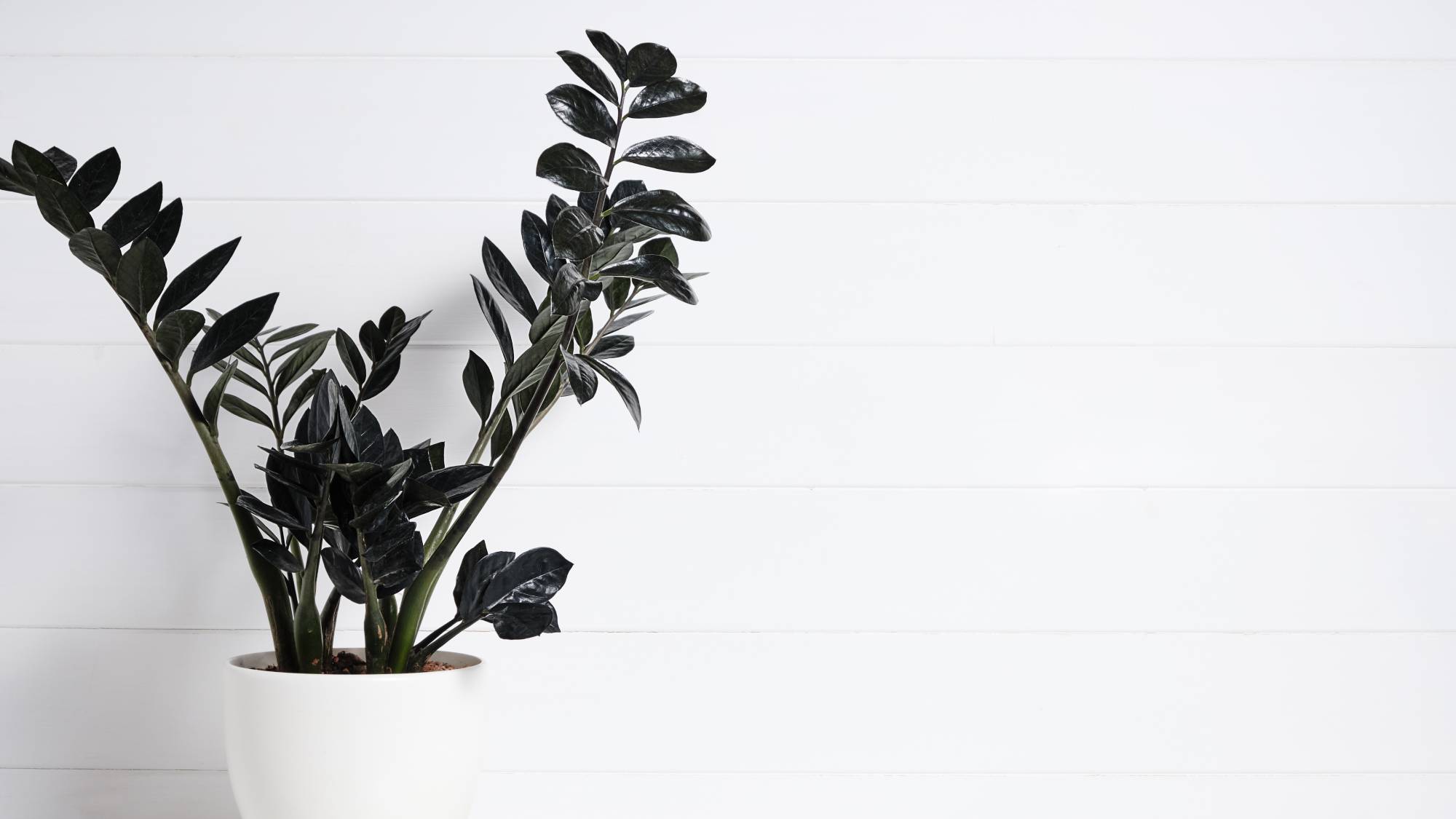 Black Raven ZZ Plant on white background