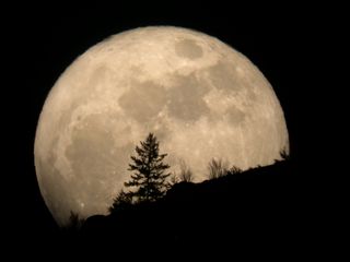 full moon over trees