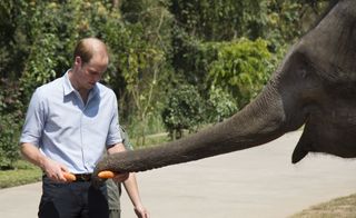 Prince William and an Elephant