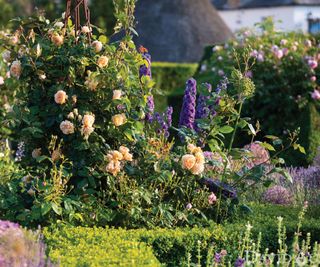 cottage garden with rose 'Crown Princess Margareta'