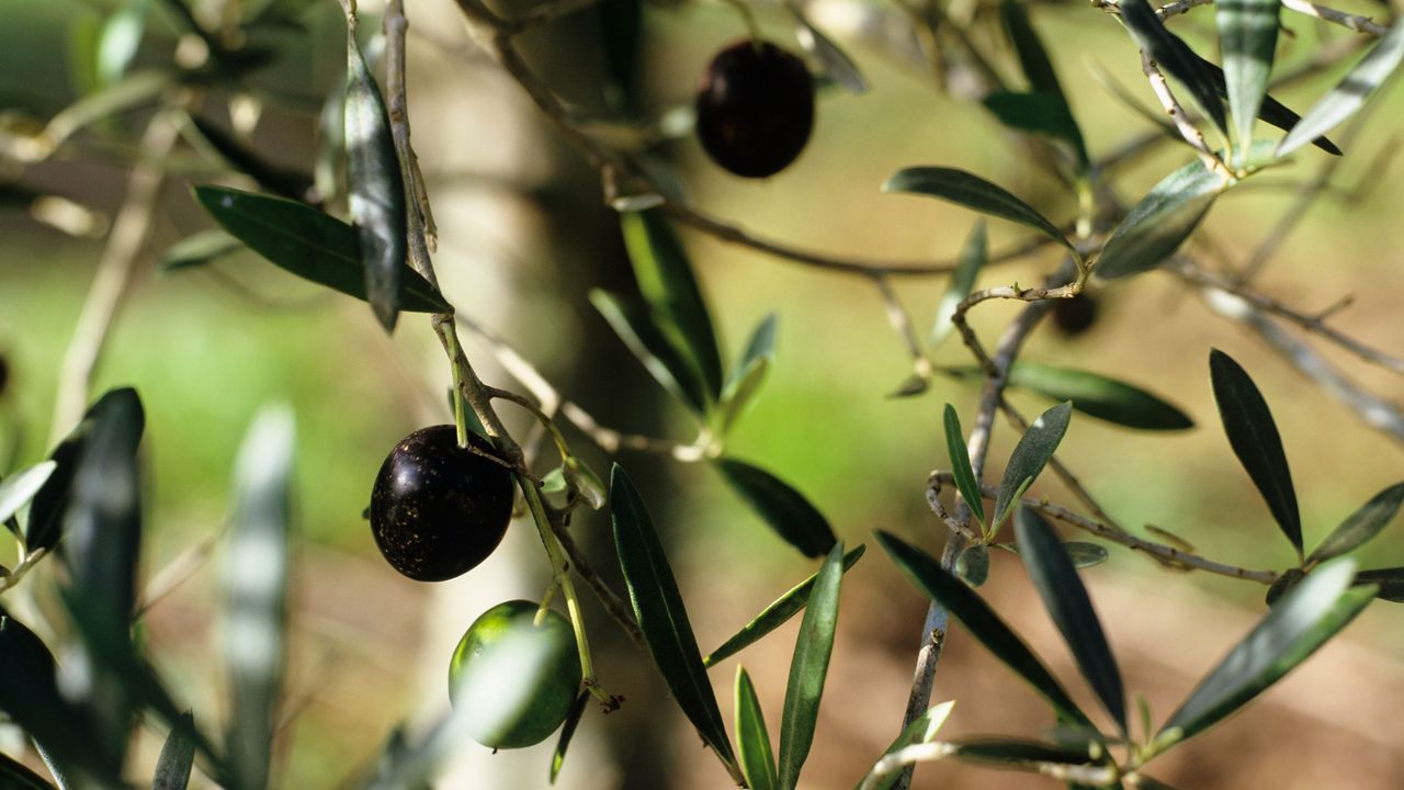 Closeup of olive tree leaves, branches and ripening olives