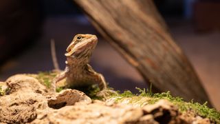 Bearded dragon on moss