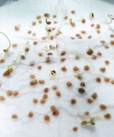 Seeds germinating on a paper towel