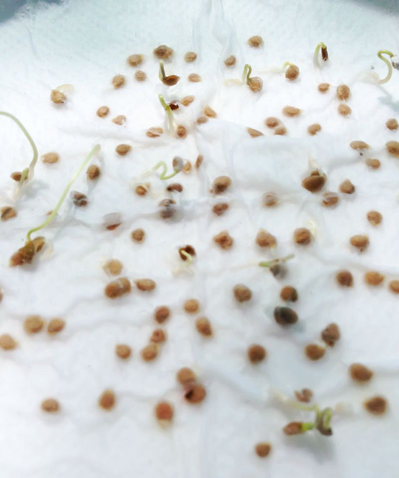 How To Take Azalea Cuttings
