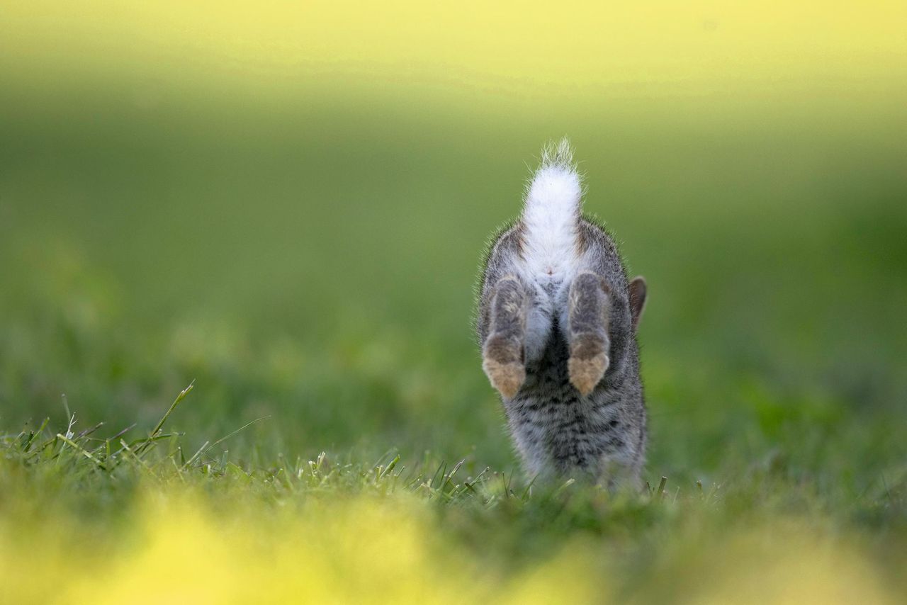 Look out! A rabbit’s fluffy white warning system.